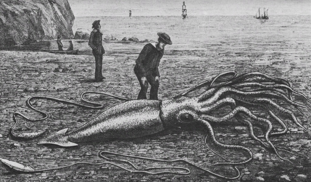 Морское чудовище Кракен. Гигантский кальмар, выброшенный на берег.