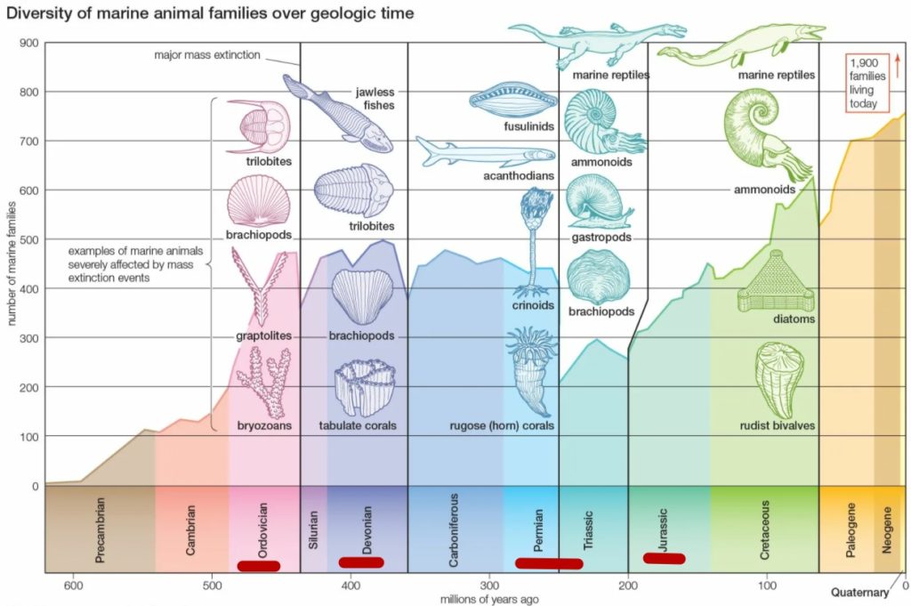 Массовые исчезновения флоры и фауны в истории Земли. Таблица периодов